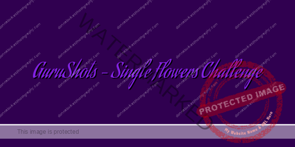 GuruShots – Single Flowers Challenge